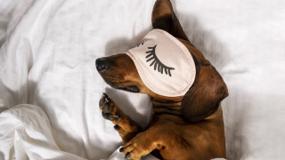 Защо някои кучета се въртят в кръг преди да си легнат