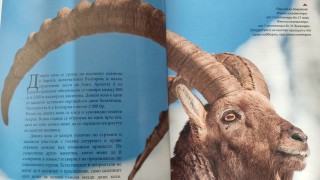 Проверява се каним ли Мъск на лов за пума в България