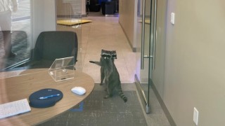 Двама маскирани нахлуха в калифорнийска банка използвайки метод от филмите