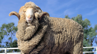 През отминалата седмица Нова Зеландия беше потресена от убийството на