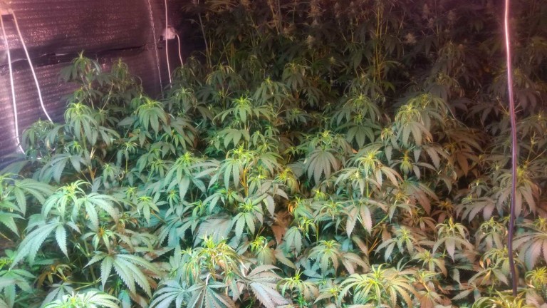 СДВР разкри две наркооранжерии в София