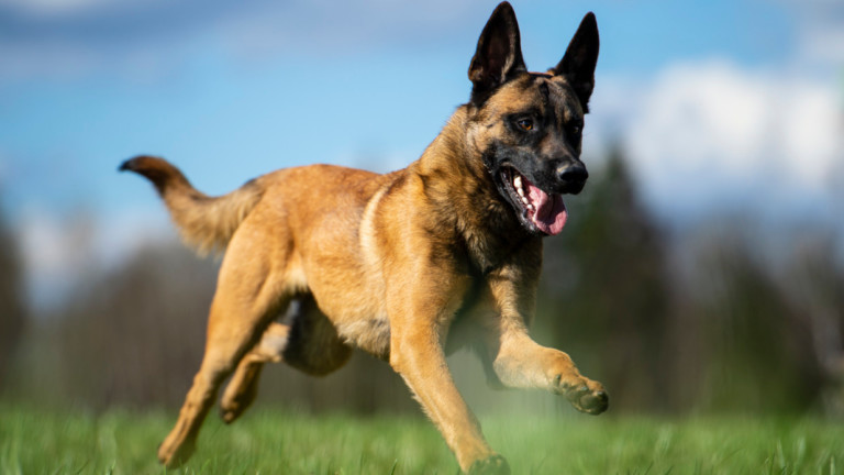 Домашно куче нахапа 65-годишен мъж в Сливен