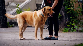 Кастрират безплатно дворни домашни кучета в София