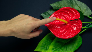 Клиторът е единственият орган в човешкото тяло който съществува с