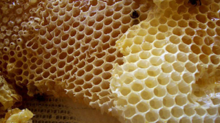 Пчелна изложба-базар отвори в Шумен
