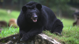 Румънец уби мечка с брадва
