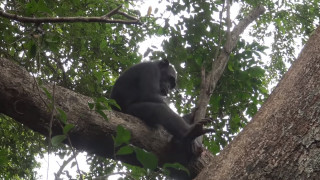 Учените са наблюдавали диви шимпанзета с необичайна закуска костенурки