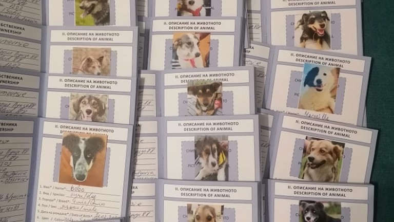 Осиновяват в Германия 22 кучета от столични приюти 