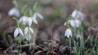 В Източна България ще духа до умерен югоизточен вятър докато