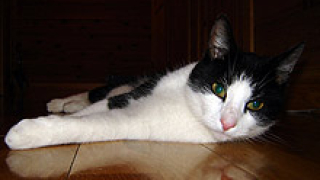 Сдружение в защита на пловдивските котки