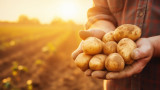 Как да съхраняваме картофите, за да останат свежи за по-дълго