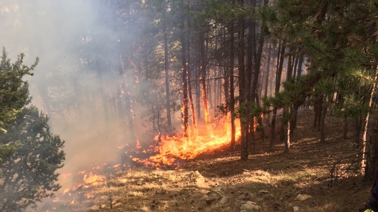 10 дка борова гора изгоряха при пожара в планината Голо
