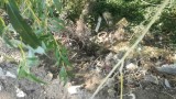 Изхвърлиха 14 тона токсични отпадъци край гара Яна