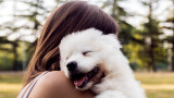 Кучетата, отношенията със стопаните им и изпитват ли чувство на ревност 