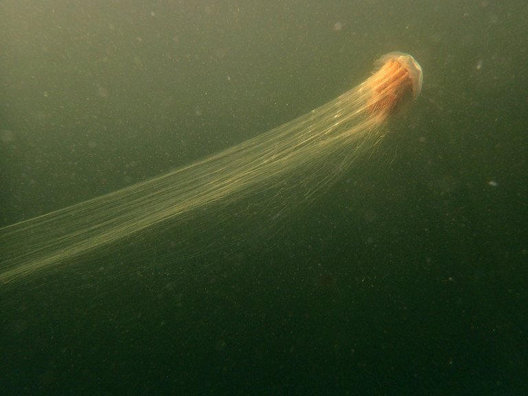 Медуза с впечатляващи размери