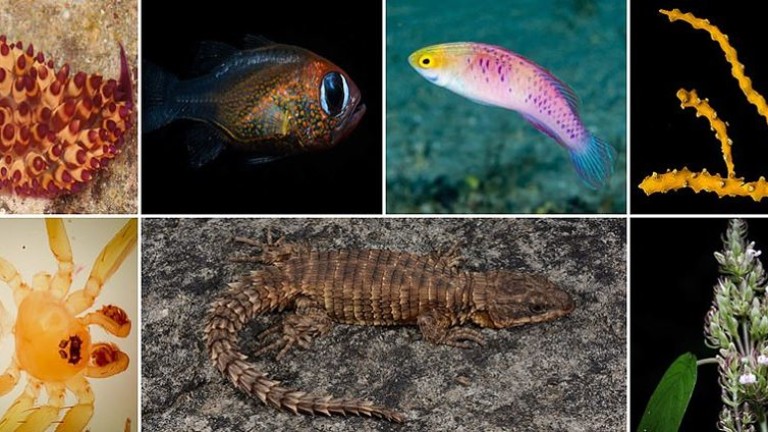 Най-невероятните растения и животни на 2019 г.