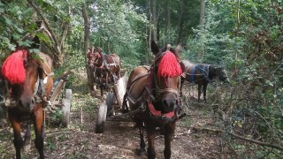 Бракониери зарязаха пет коня с каруци, натоварени с дърва