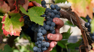 Испания е световен лидер по обем на изнесеното вино