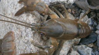Обява за провеждане на обществени обсъждания на План за опазване на популациите на Поточен рак