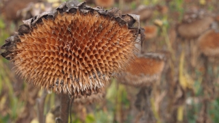 На фона на топлото и сухо време в началото на