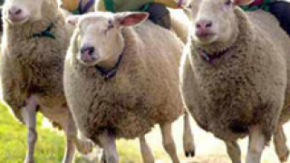 Фарьорите: Терените в Италия са само за овце