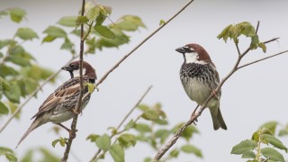 Преброяваме врабчетата у нас за шеста поредна година Целта на