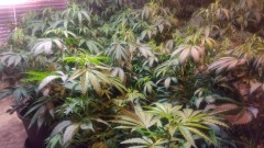 Разкриха оранжерия за марихуана край Бобов дол