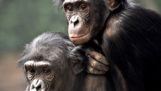 Роднини сме: Шимпанзета водят координирана война с 28 жертви