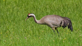 След близо 66 годишно сивият жерав се завърна в България Радостната