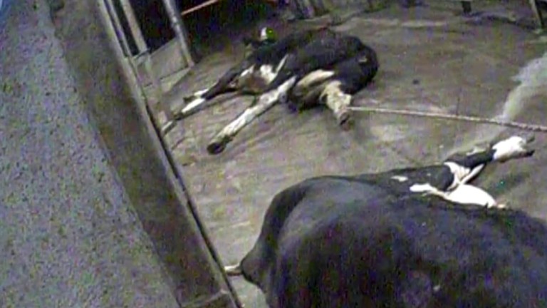 Скрита камера разкрива месо от болни крави от кланица в Полша за ЕС