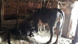 Кравата Пенка е здрава и ще живее