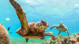  Зелените морски костенурки, Големият бариерен риф и какъв брой хиляди се събраха край крайбрежията на Австралия 