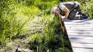 Нивото на водата в река Рейн край град Кауба в