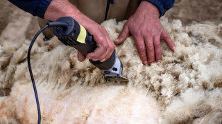 Най голямата фабрика за преработка на вълна в Европа ще бъде