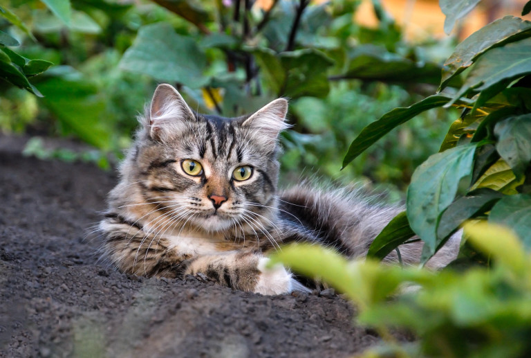 И котките обичат разкопаните лехи