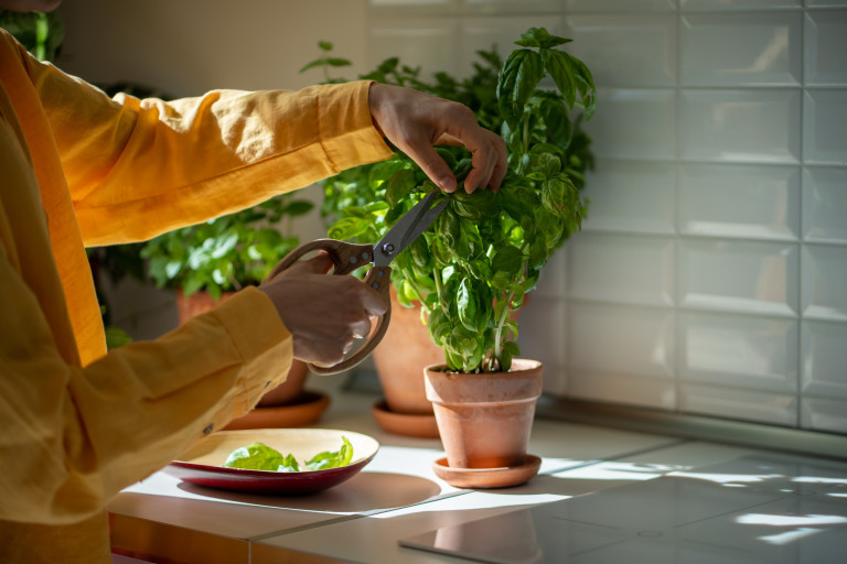 Отгледан вярно, ни обезпечава листа през цялото лято