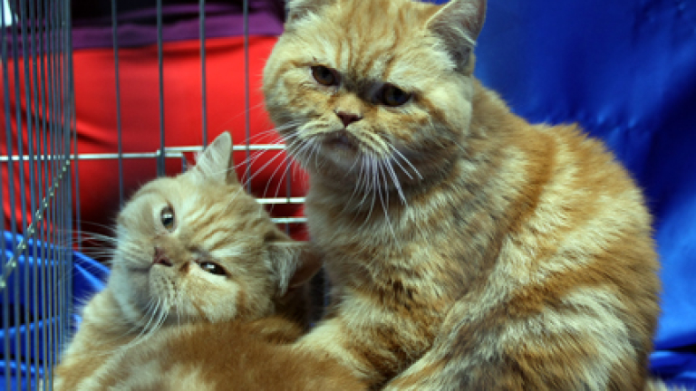 Изображение 116197