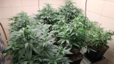 ГДБОП разби оранжерия за отглеждане на марихуана във Варна