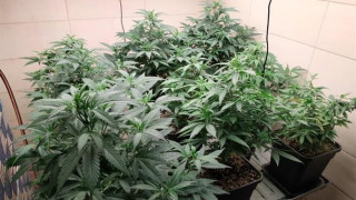 ГДБОП разби оранжерия за отглеждане на марихуана във Варна съобщават