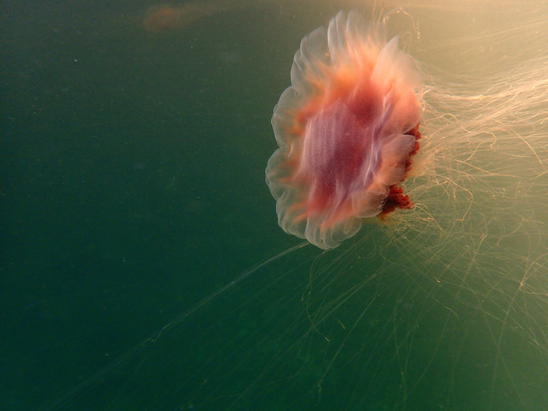 Цветът й варира