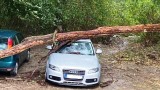 Силна буря разкъса електропроводи и повали дървета в Ловеч