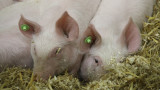  Отрицателни са пробите за чума от труповете на прасета в р. Янтра 