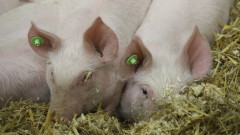 МС предлага да се продължат мерките по контрол на Африканска чума по свинете