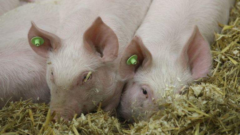 Отрицателни са пробите за чума от труповете на свине в р. Янтра