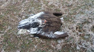 Откриха седем отровени редки лешояда край Котел като се очаква