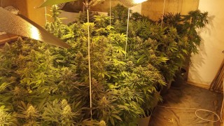 Полицията иззе 163 растения марихуана от дома на 55 годишен варненец