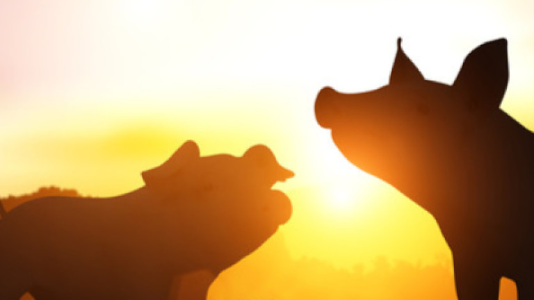 Учени от Йейл съживиха клетъчна активност в мозъка на умряло прасе