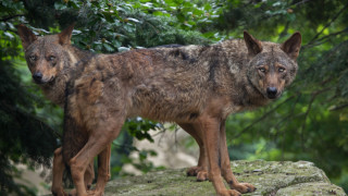 Да върнем дивата природа в Европа Rewilding Europe е инициатива