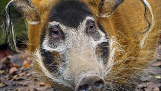 Столичният зоопарк търси средства за женско четкоухо прасе