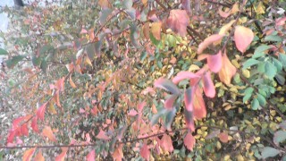 Пролет през ноември, на места дъждове с гръмотевици